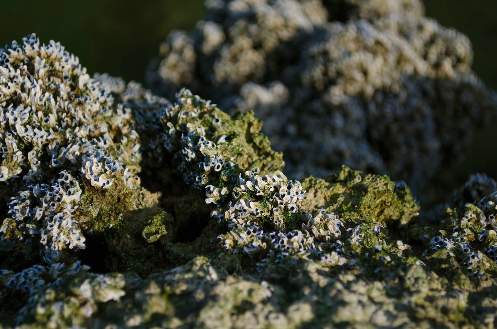 Fungus on Mangroves' Rocks - Photo by Adham Al Oka