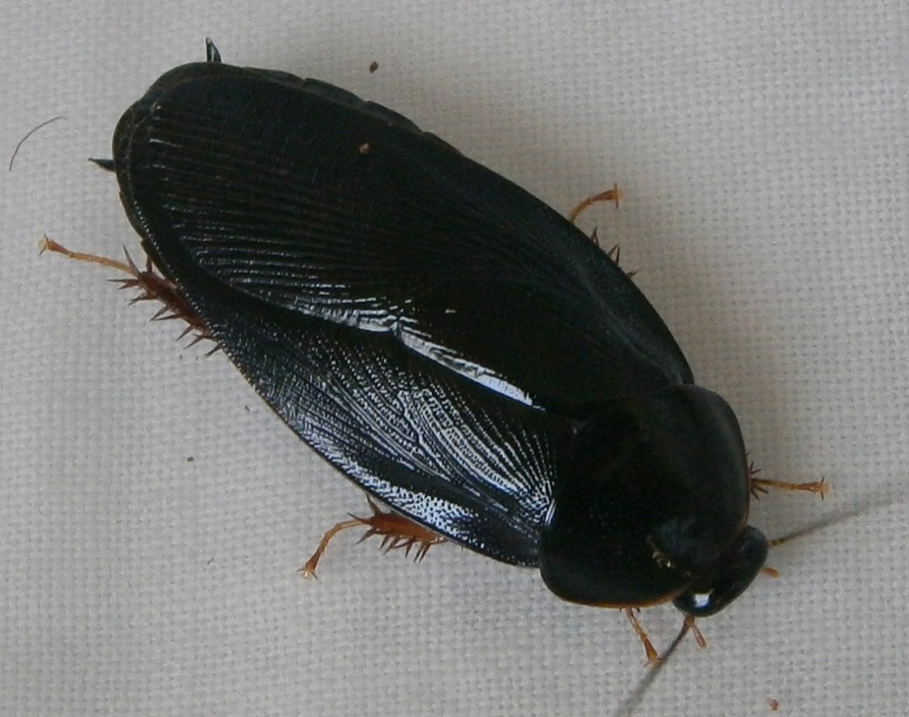 Pycnoscelus tenebrigera