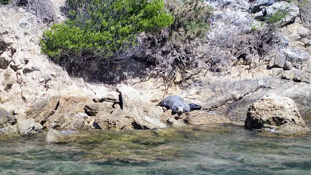Seal on a rock at Kaipupu Wildlife Sanctuary near Picton New Zealand