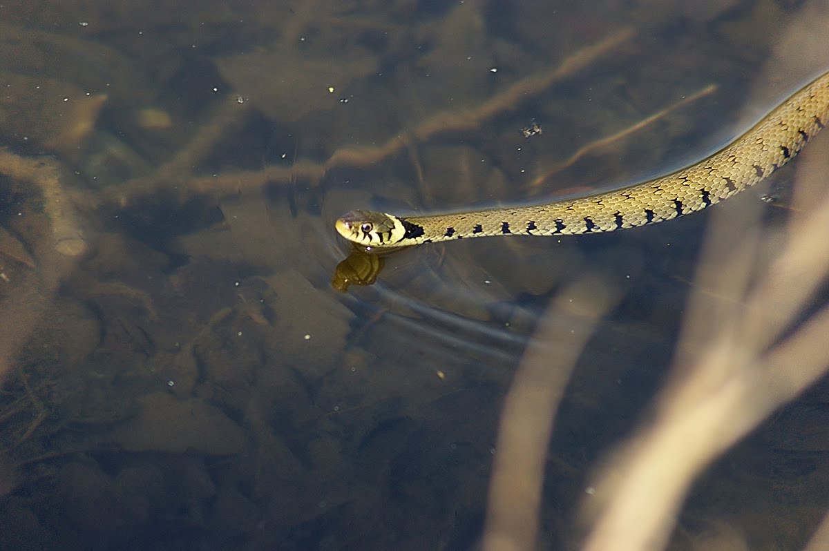 Alcester Nature Photography Swimming Grass Snake
