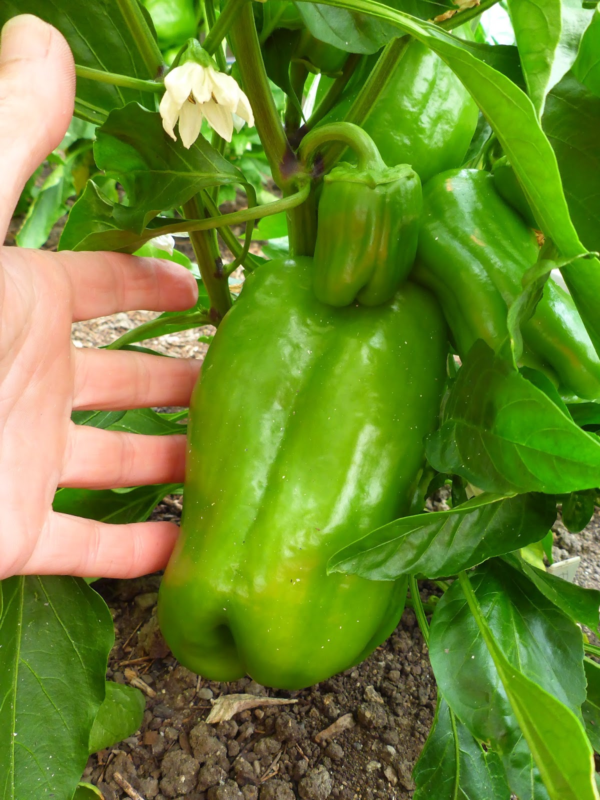 From Seed To Table Pepper Progress Report