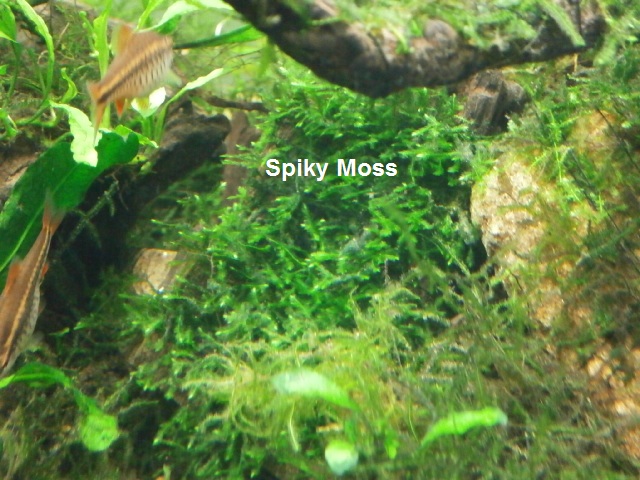 Live Plants - Aquariums & Accessories - Fish & Aquatic Pets - Pet Supplies - Categories