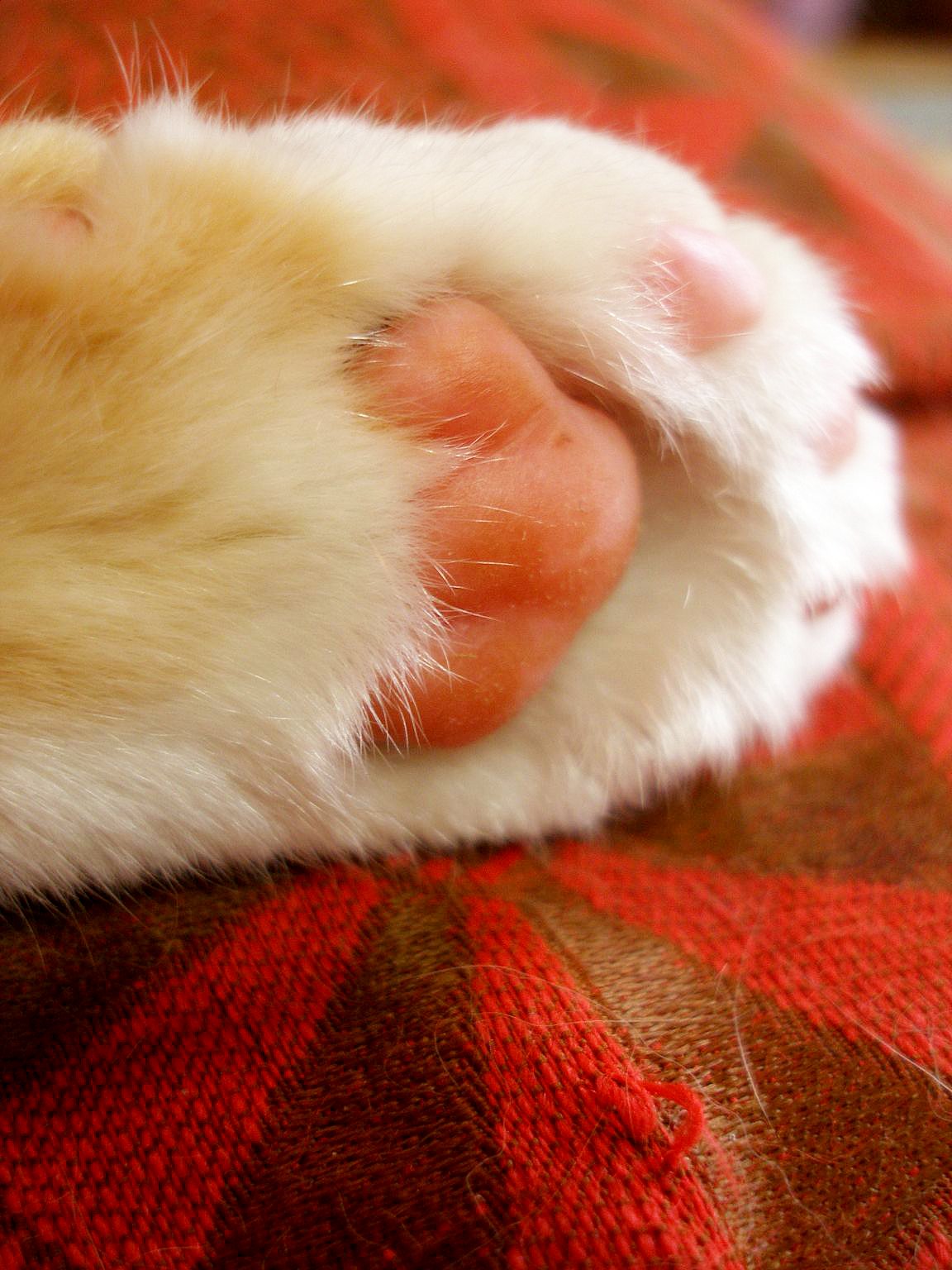 Лапки царапки Азнакаево фото кошек.