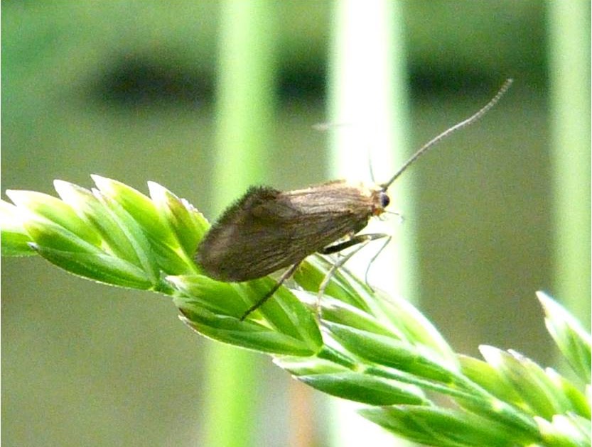 Insects of Scotland Caddisflies