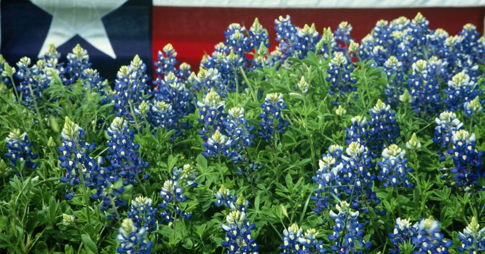 Sew Far, Sew Good: The 50 States: Texas -- Bluebonnet Apron Blouse