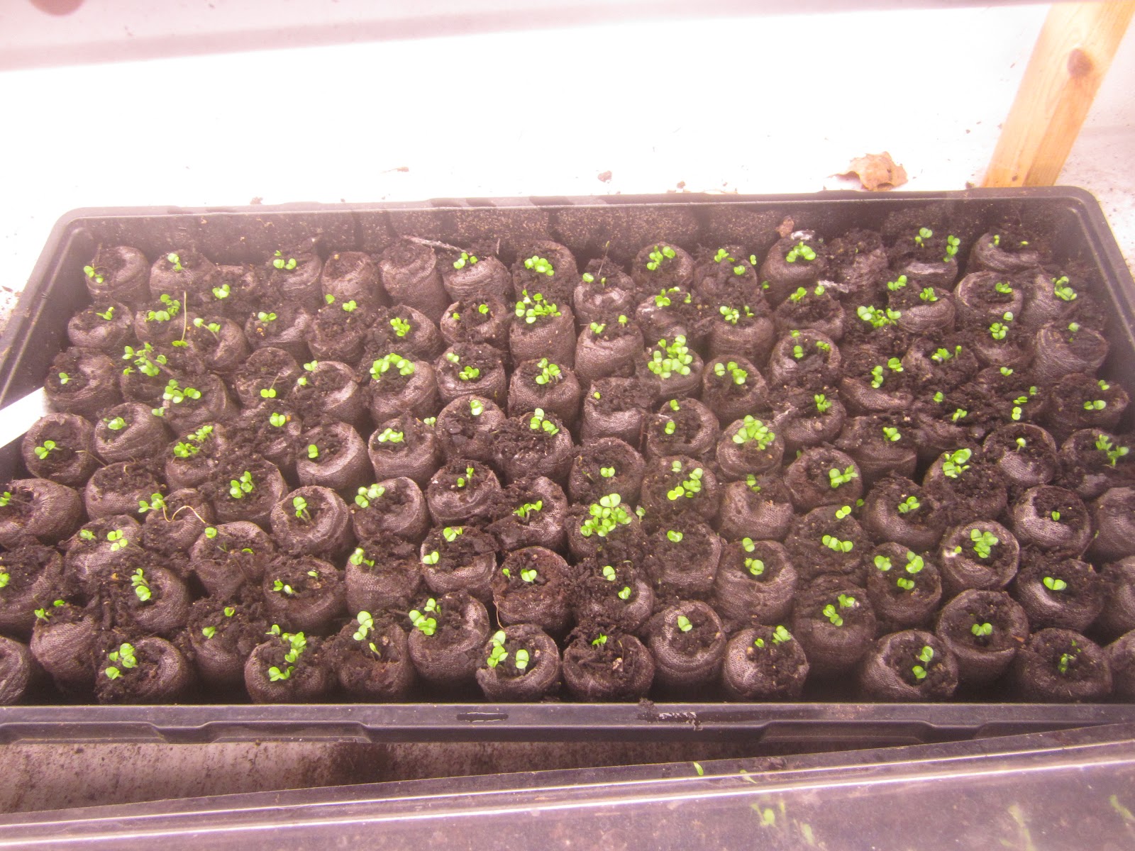 Backyard Organic Gardener Seedling Update Lettuce, Basil, Purple