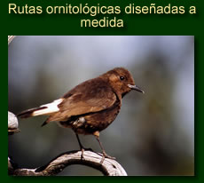 http://iberian-nature.blogspot.com.es/p/rutas-ornitologicas-la-carta.html