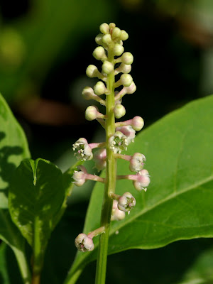 Phytolacca americana - Pokeweed