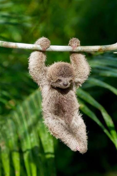 Classic HD Wallpapers: Baby Sloth – So Cute