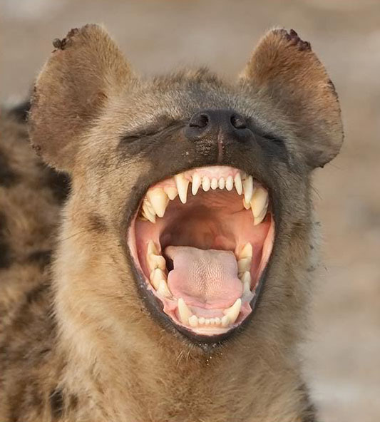 Beautiful Animals Safaris: Dangerous Hyenas Limping Uphill ...