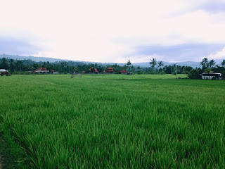 Natural Village Scenery Of The Rice Fields At Kayuputih Village, Banjar, North Bali