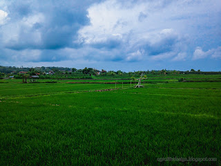Green Stretch Of Rice Fields At Patemon Village, Buleleng Regency, North Bali, Indonesia