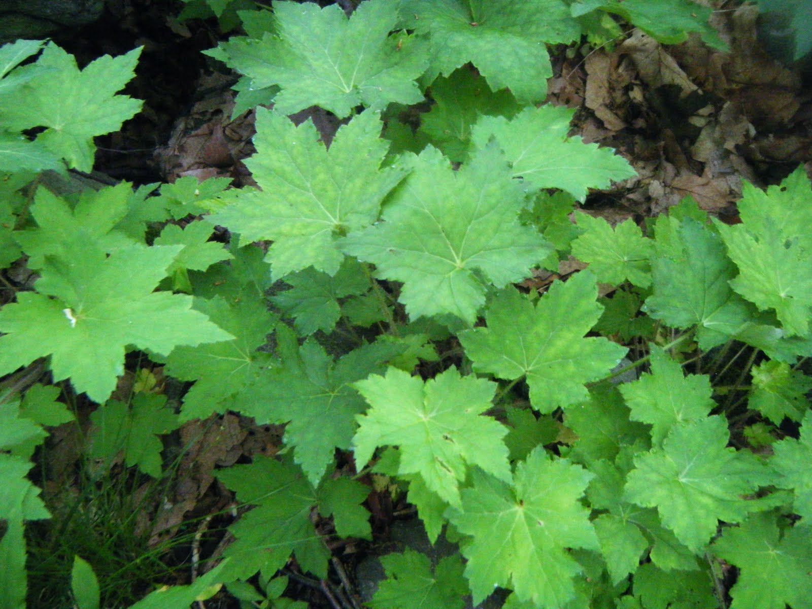 The Botanical Hiker Waterleaf (Hydrophyllum spp.) yum yum!