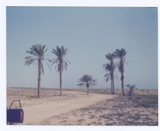 group of palm trees near the coast