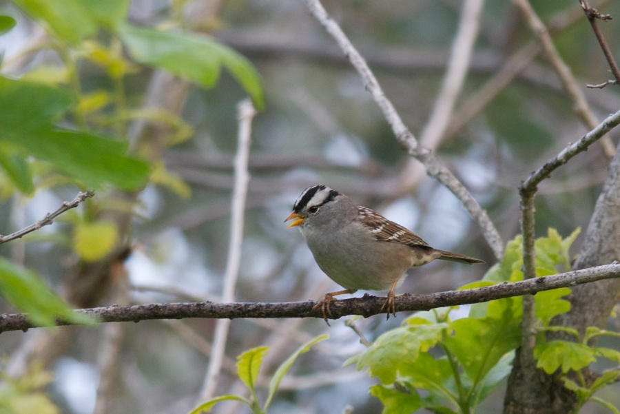 A Calgary Birder Gardenvariety Birds