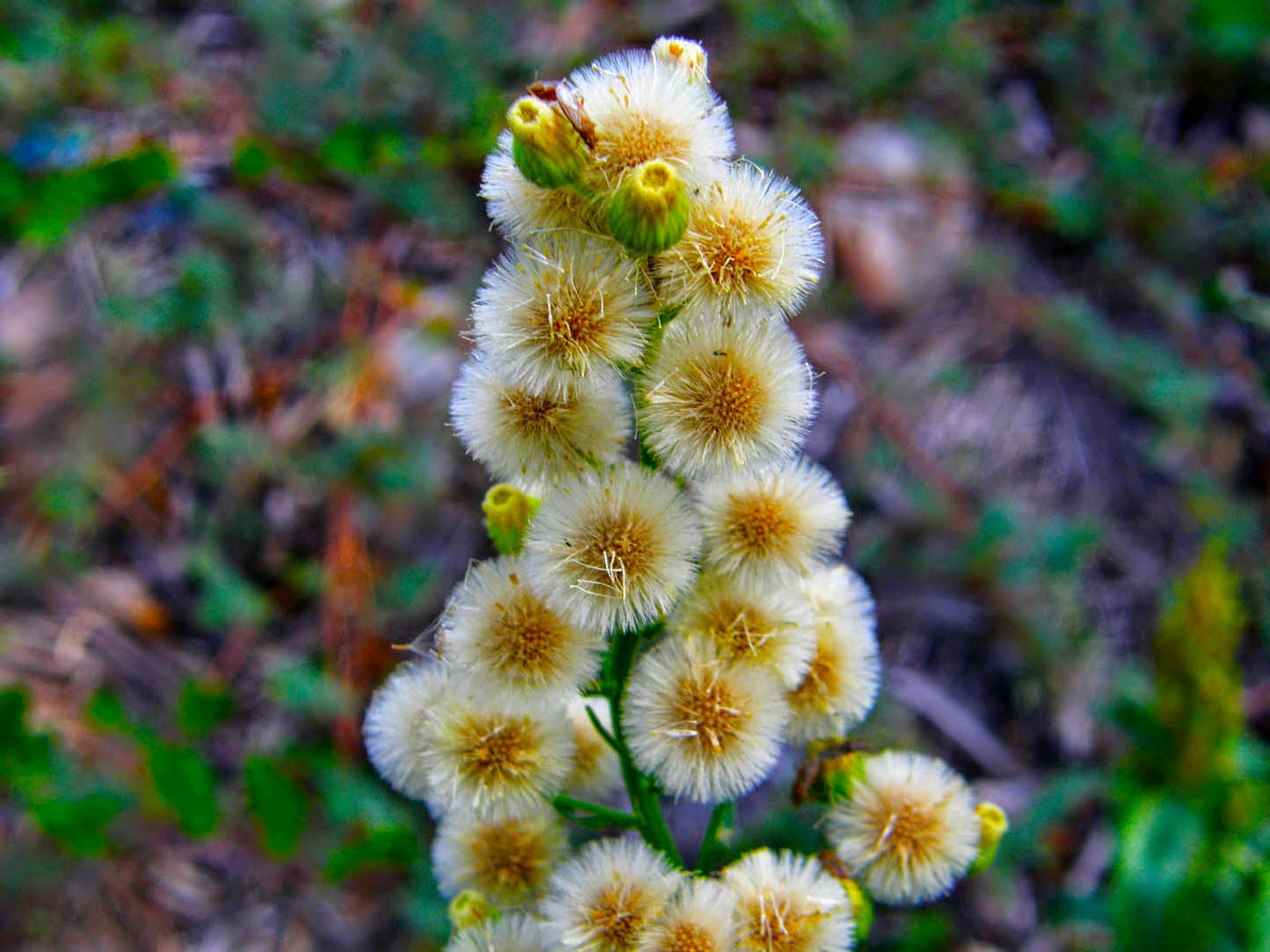 ΤΡΟΠΙΚΑ ΦΥΤΑ photos - wallpapers | the fun bank