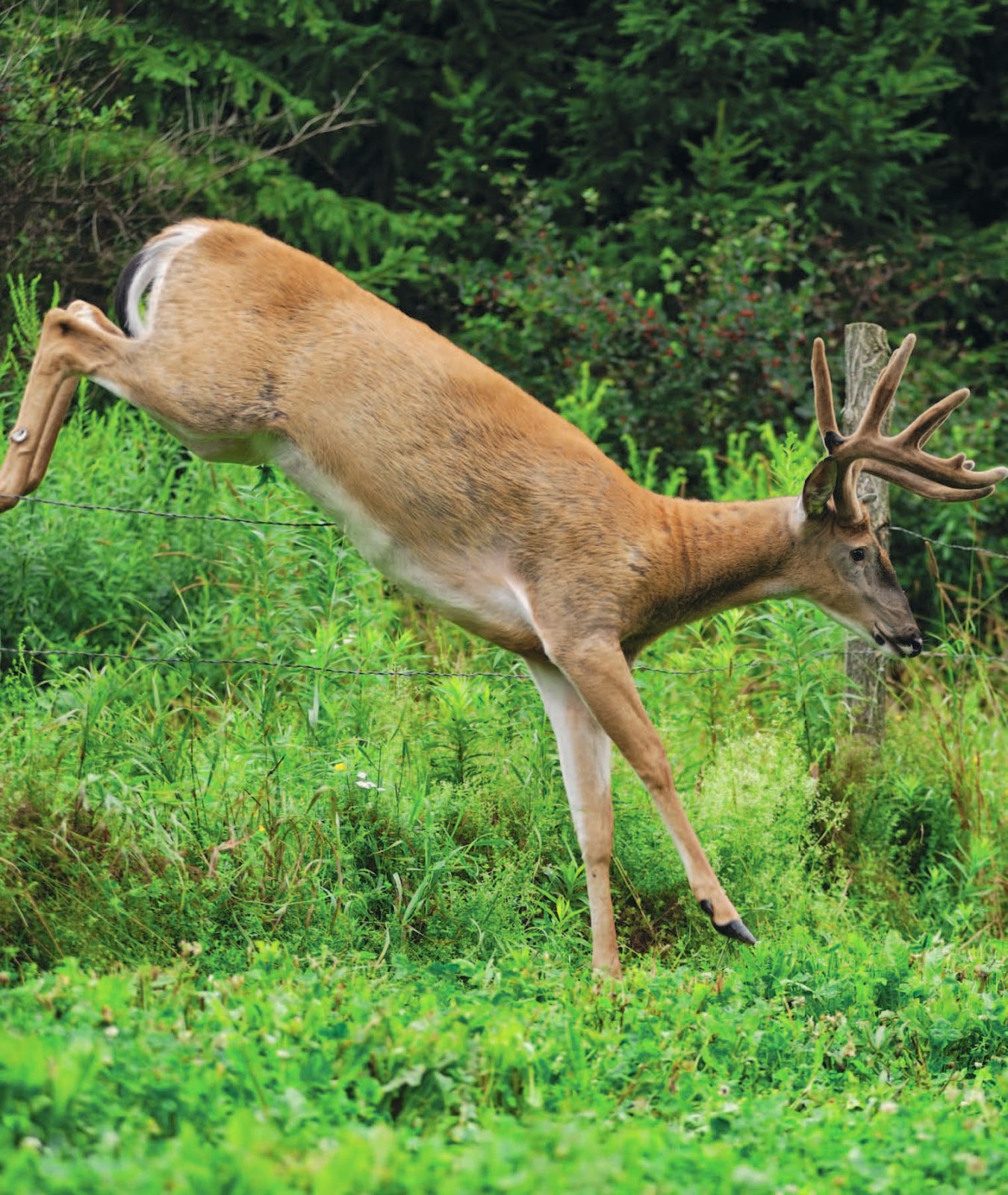 What Do Whitetail Deer Love to Eat? Top Choices Revealed.
