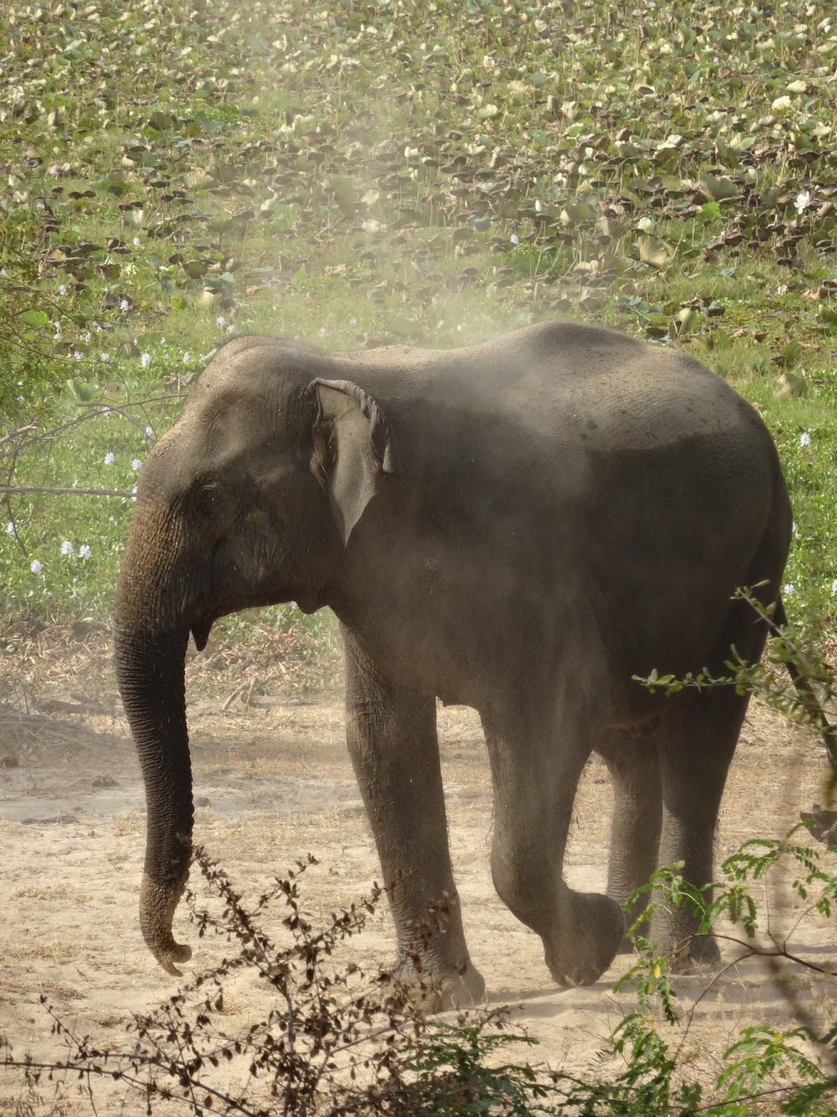 Een maand in sri lanka