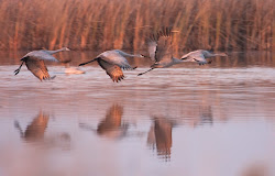 crane birds flying wild cranes animation grass stand flight