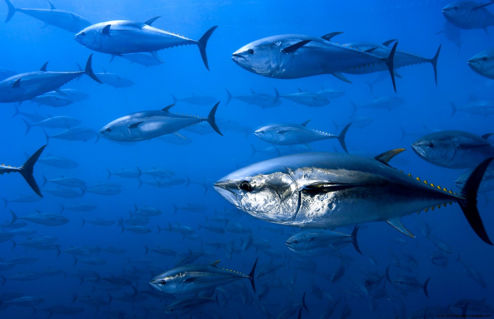 Northern Bluefin Tuna