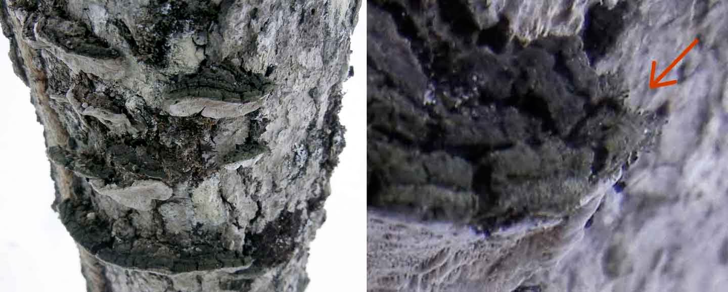 Chaenotheca brunneola growing on Phellinus conchatus growing on black ash