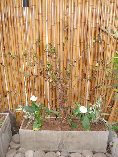 Reverdir **JARDINERIA Y PAISAJISMO**: PATIO VERDE y algo mas.