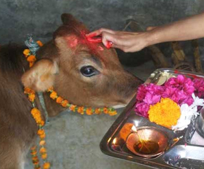 Gopashtami Festival, The Day to Worship Cows | Radhe krishna, Krishna,  Festival
