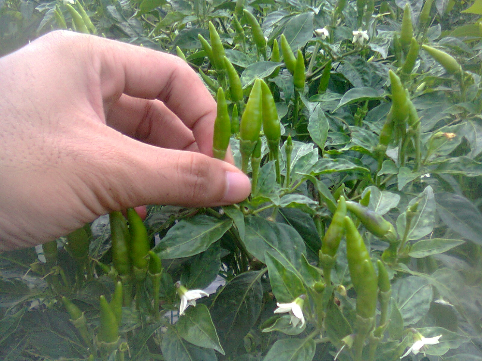 Cara Merawat CABE Umur 1, 2, 3, dan 4 Bulan Yang Baik dan Benar - Guru