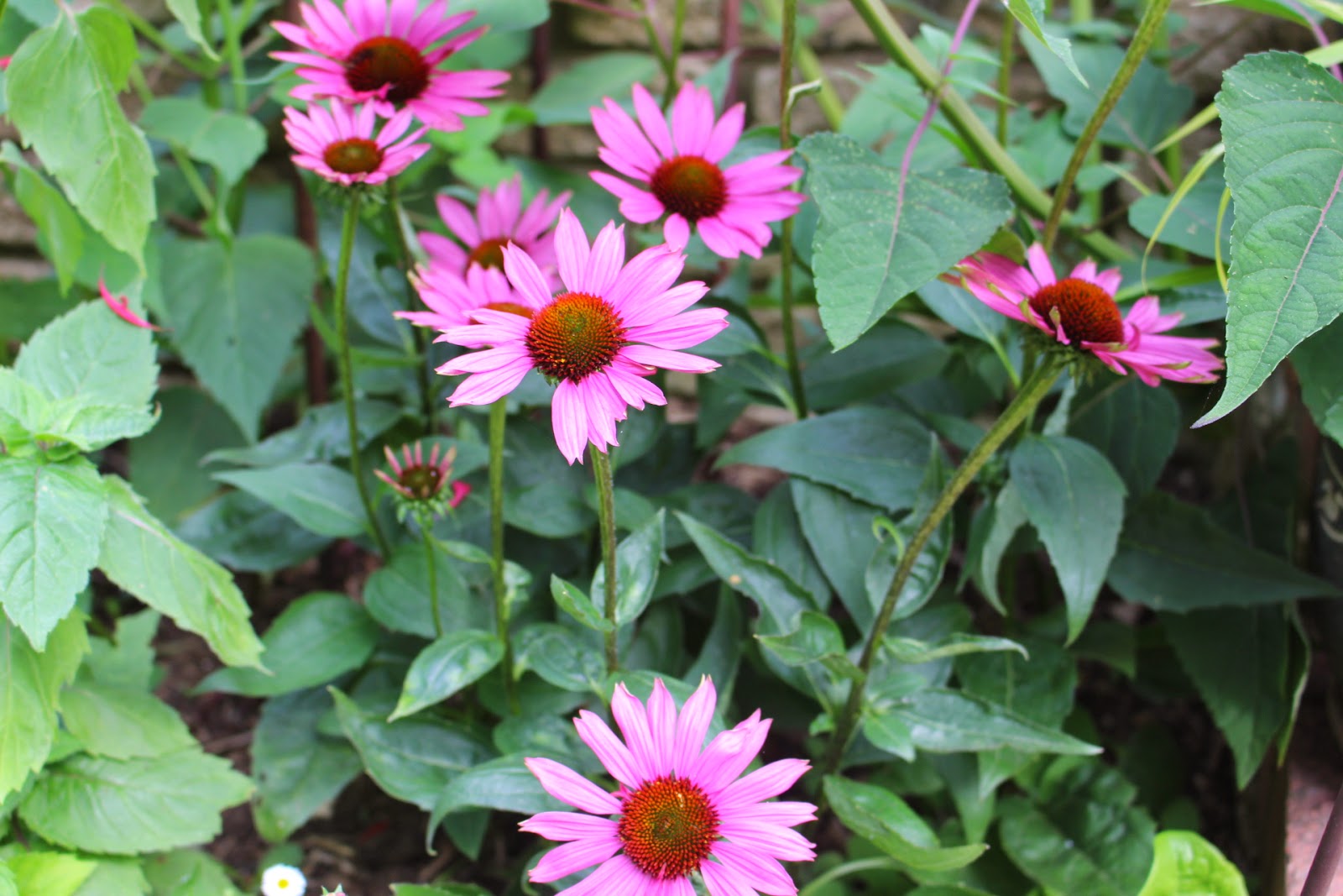 Plant Profile Echinacea purpurea