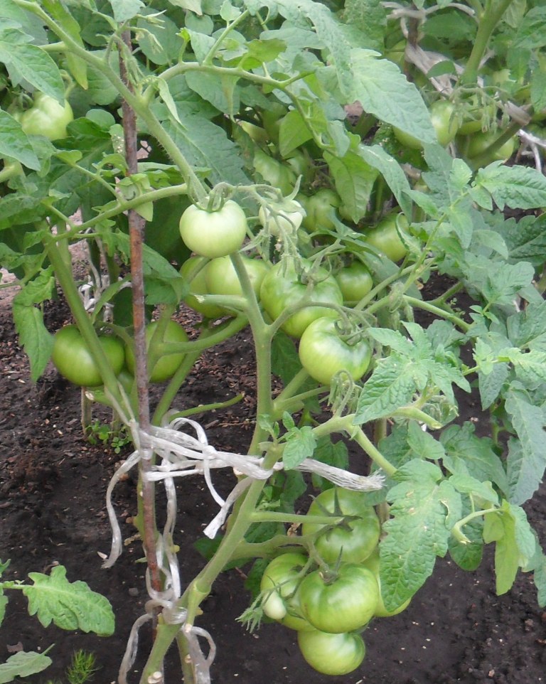 Чем подкормить рассаду томатов чтобы были толстенькие. Томат московский скороспелый московский. Чтобы помидоры были толстенькими. Чтобы помидоры были толстенькими. Чтобы помидоры были толстенькими.