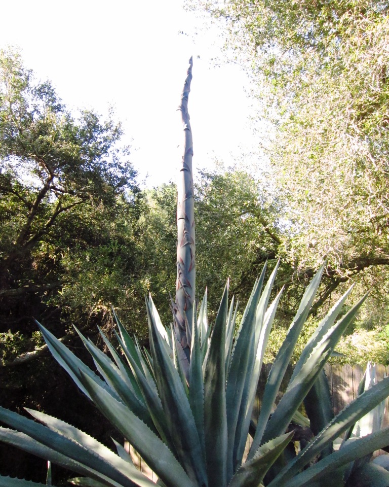 Doves Today Century Plant