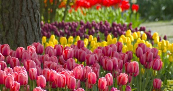  Bunga  Tulip Terindah  di Dunia Alam Mentari