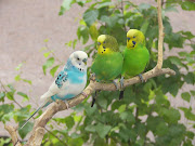 Birds Wallpaper, Bird Wallpaper for Desktop, Desktop Bird Wallpaper (bird )