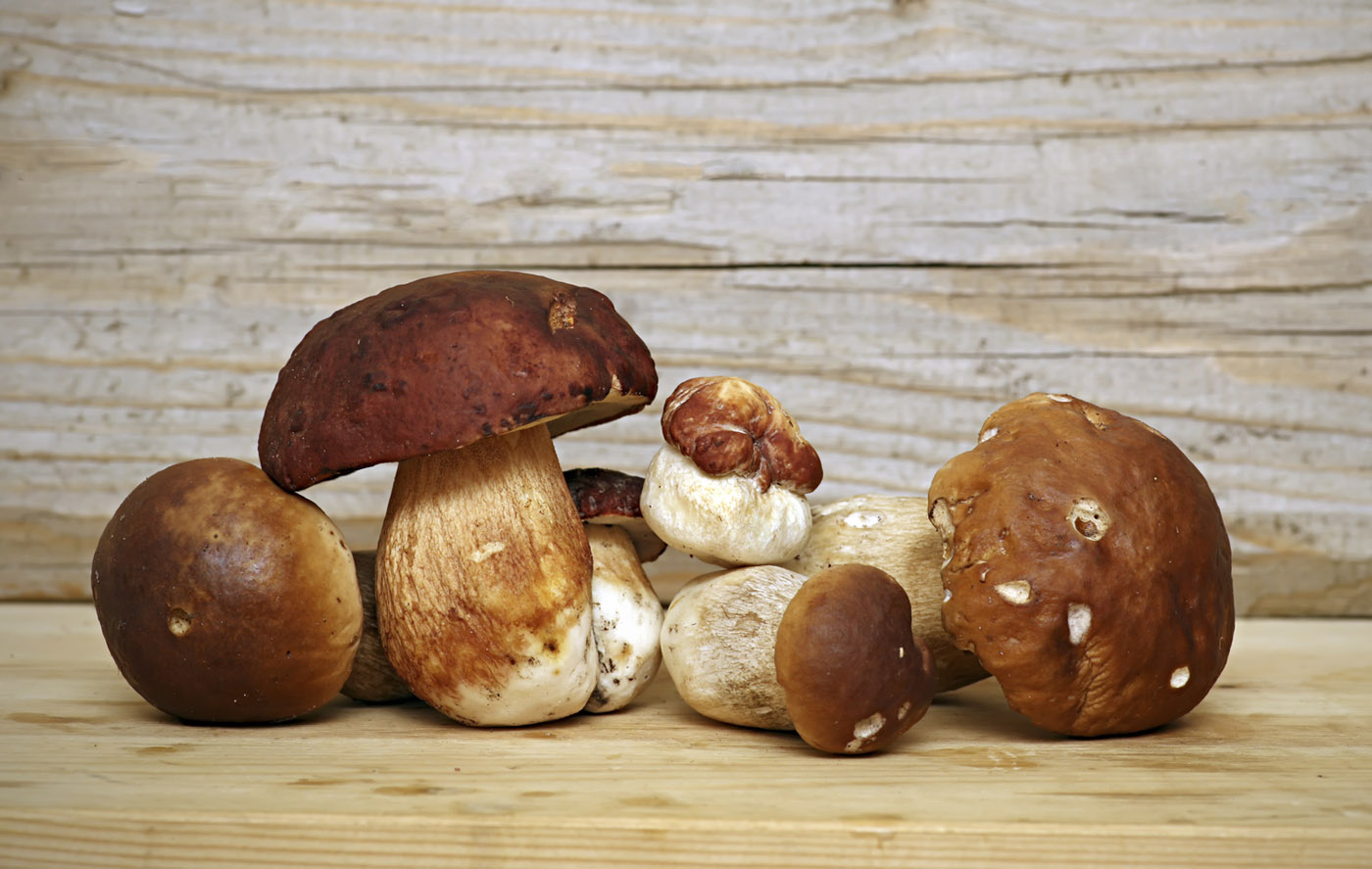 Funghi porcini Cogumelos para uso culinário
