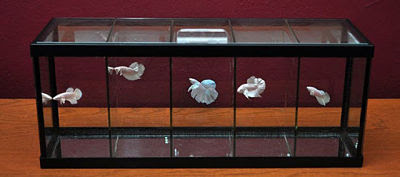 Aquariuam Ikan Hias Mini Yang Cocok Untuk Rumah Minimalis Serba