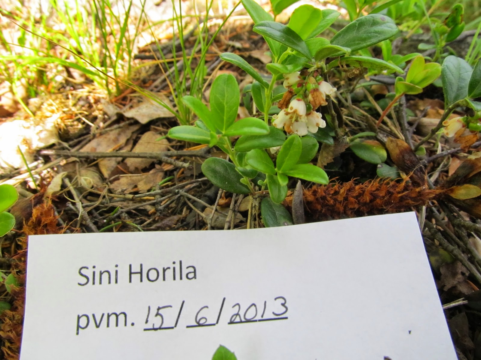 Mustikka Tieteellinen Nimi