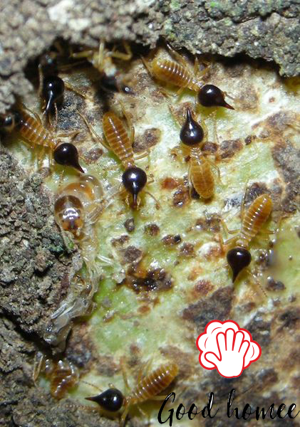 Kilter Termite And Pest Control