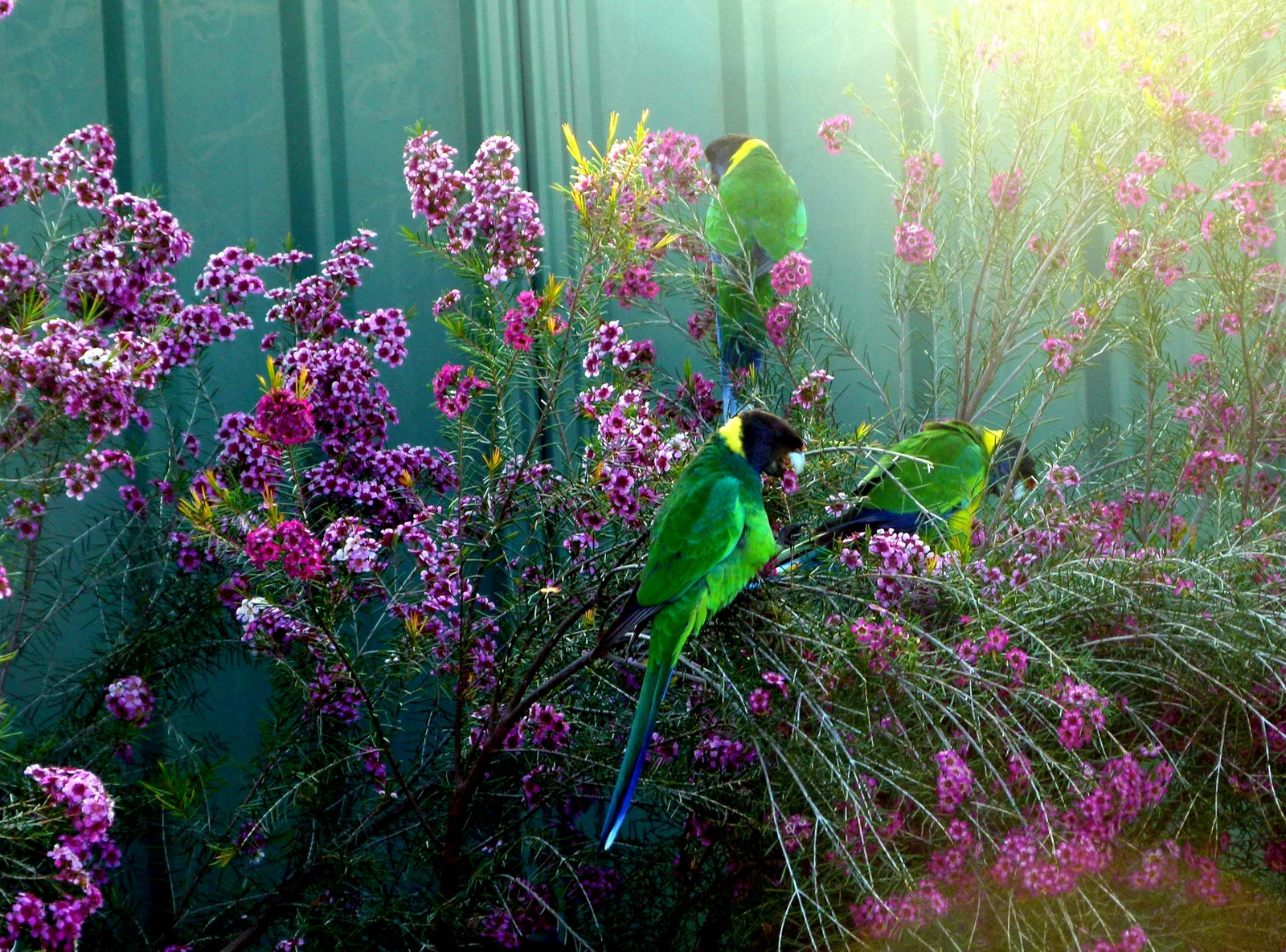 Perth Daily Photo Birds in my garden V.....