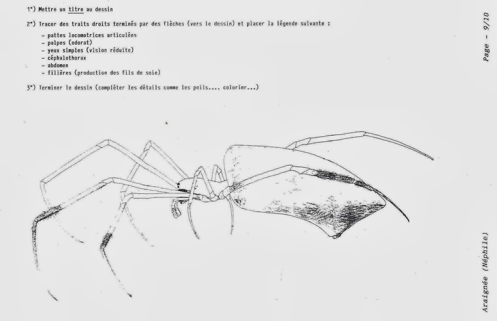 L araignée des jardins Nephila inaurata   la Réunion