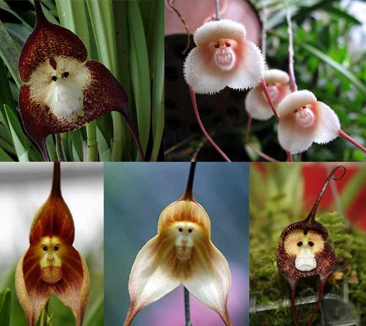 Bamboo Desenhos e Artes: Orquídeas raras, belas e cômicas!