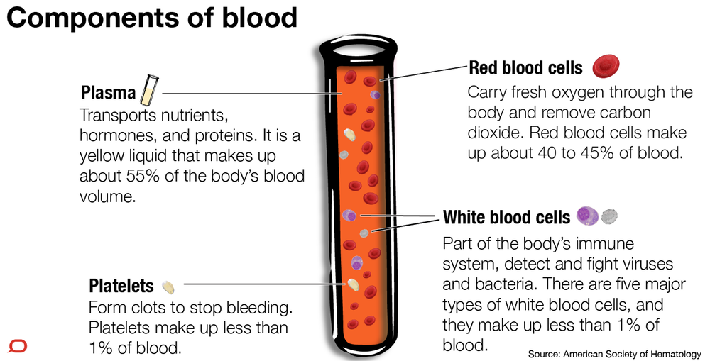 Blood components. Blood Plasma. Functions of Blood. Blood Composition and function. Т4 сыворотка крови