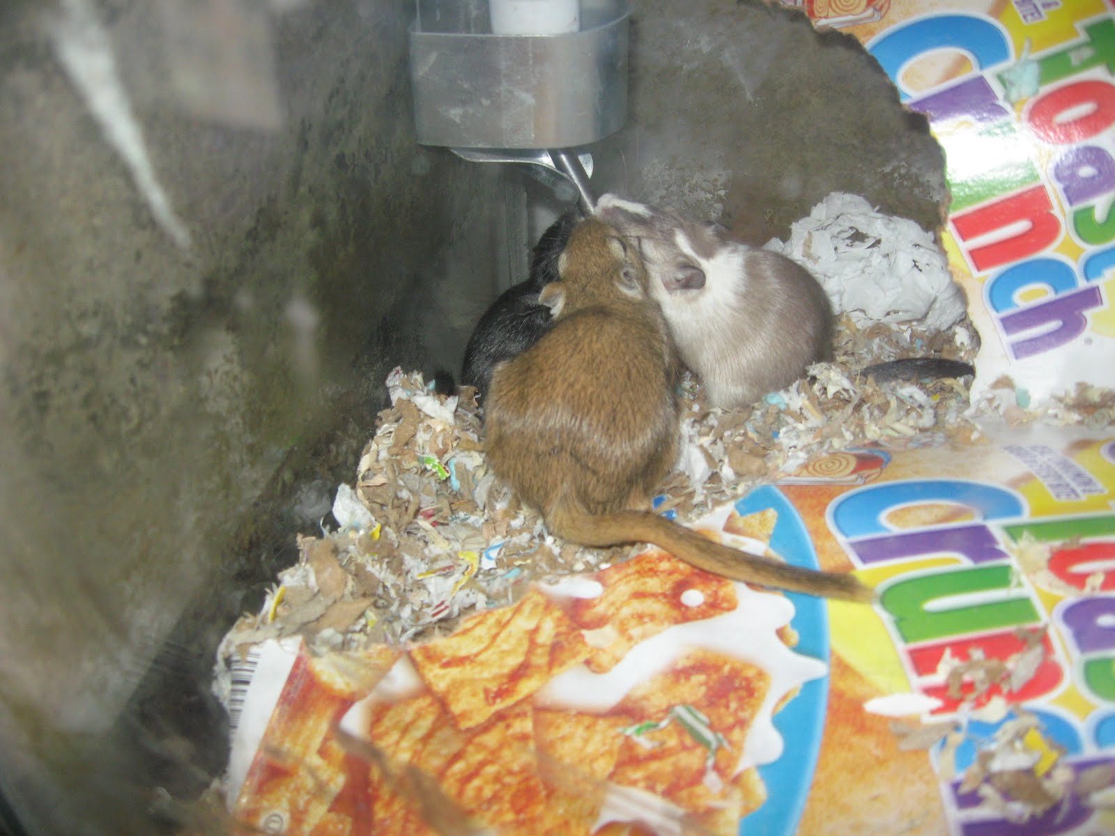 Books, Poems, Pets and Crafts