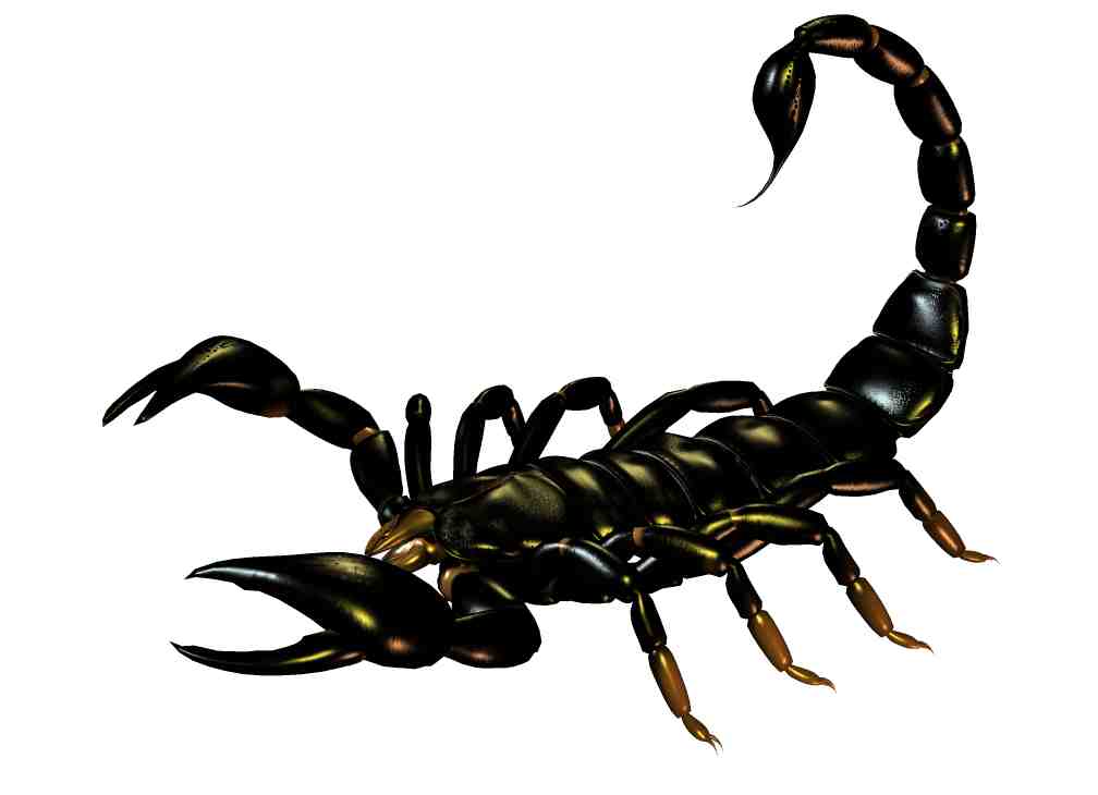 O escorpião O escorpião