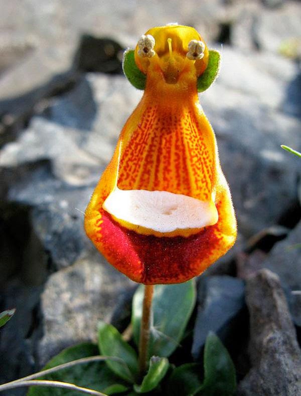 20+ Amazing and Weird Flowers Which Will Make You Laugh