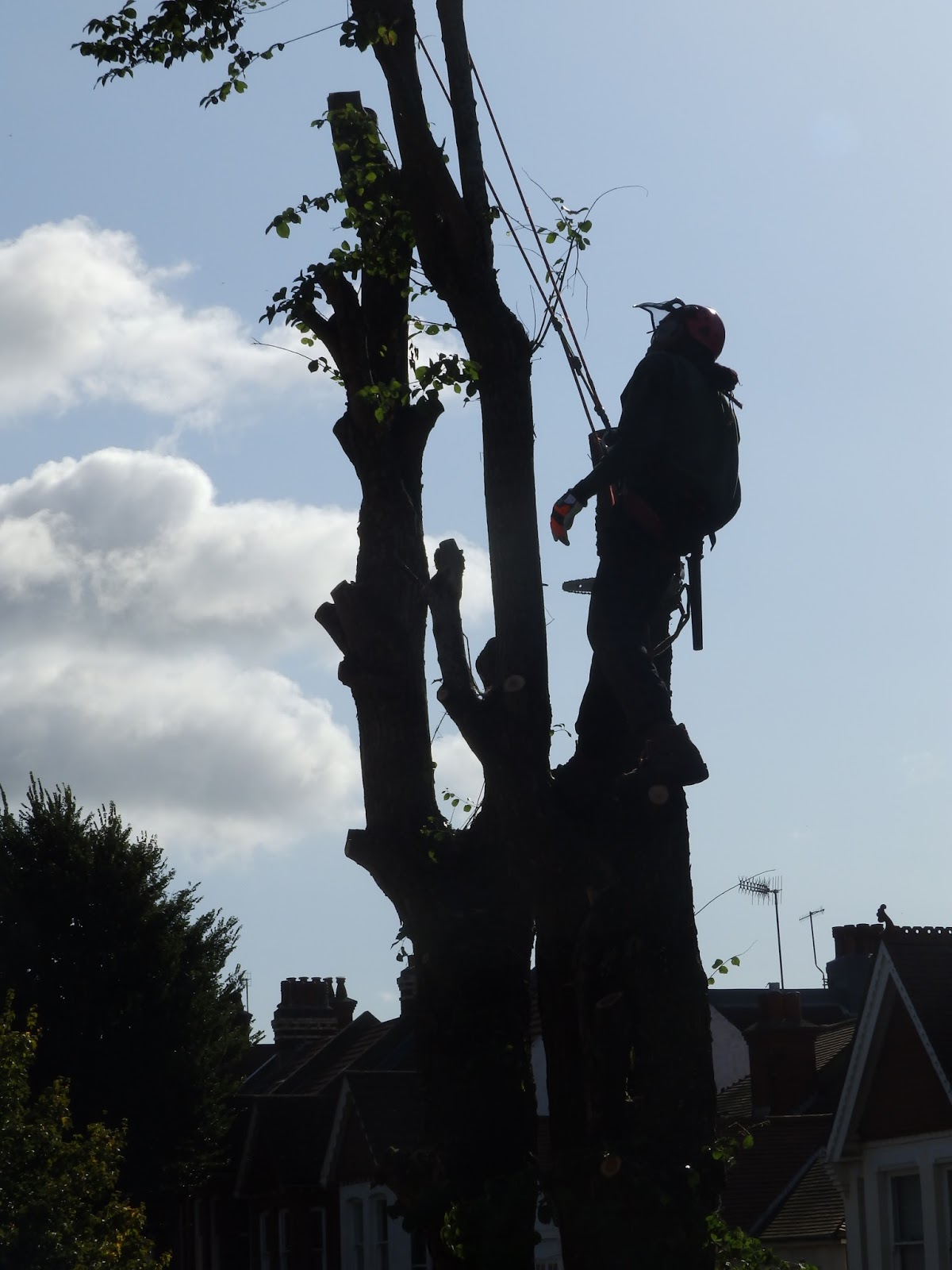 craftycatscorner ELM TREE