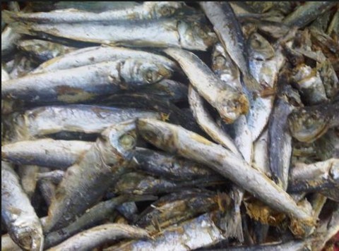 Peluang Bisnis Ikan Asin
