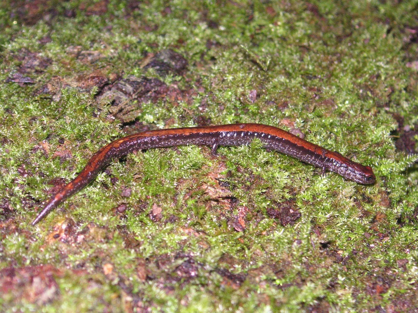 Nature ID CA slender salamander 03/03/14 Purisima Creek