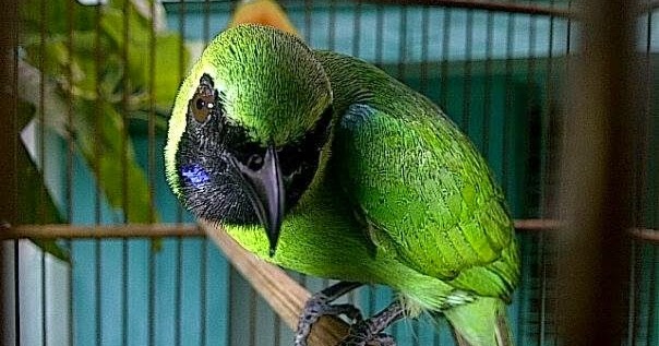 Cucak Ijo Banyuwangi Asli Seperti Ini Cara Gacor
