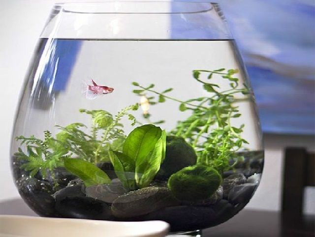 8 Bentuk Aquarium Hias Yang Populer Dijual Sekarang Ini Infoikan Com