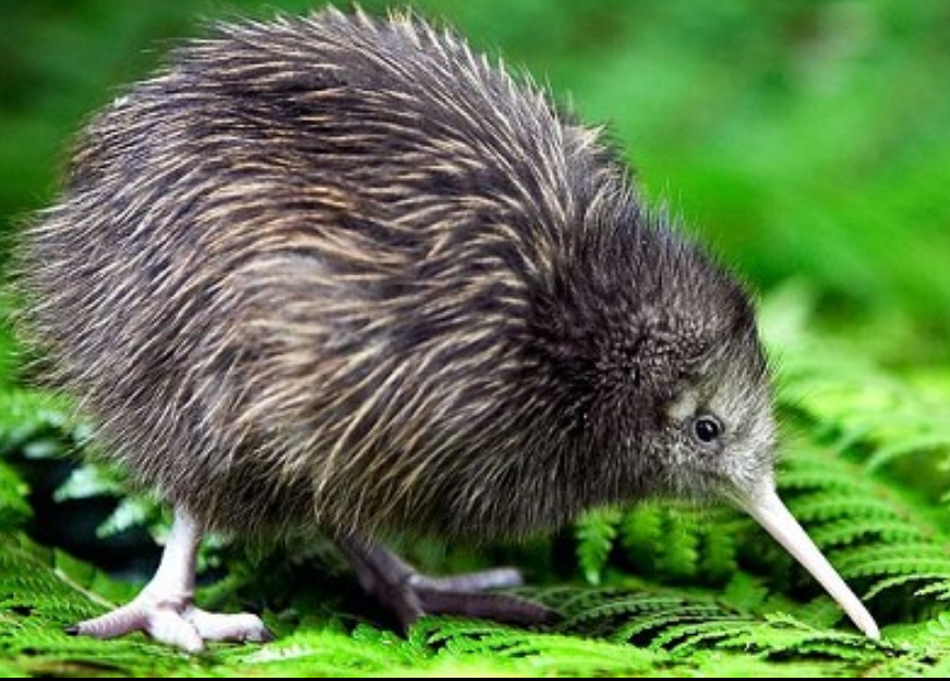 Kiwi Bird information World Info